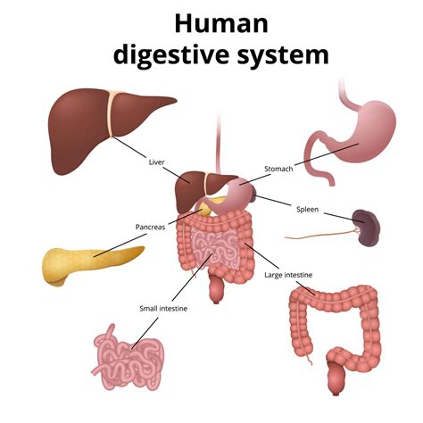 Do petite people have smaller organs?