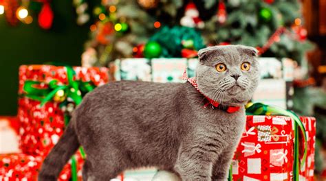 Do pets make good Christmas presents?