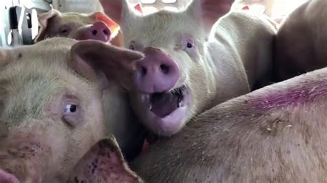 Do pigs cry when slaughtered?