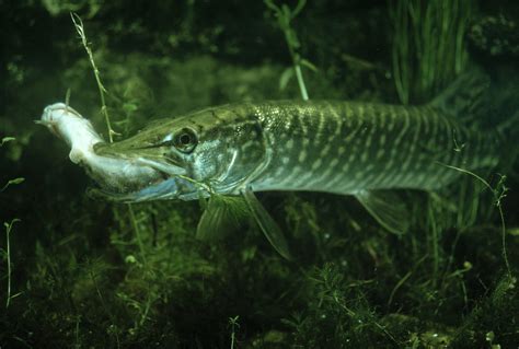 Do pike eat dead fish?