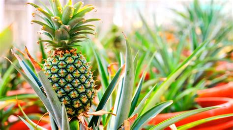 Do pineapples turn yellow after picking?