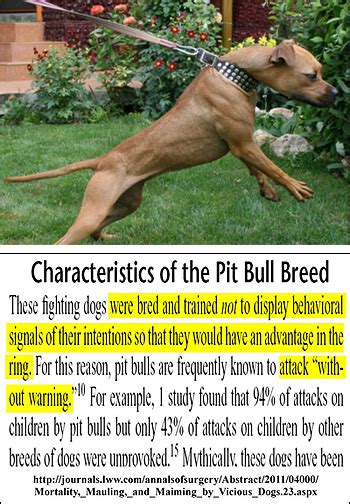 Do pit bulls bite without warning?
