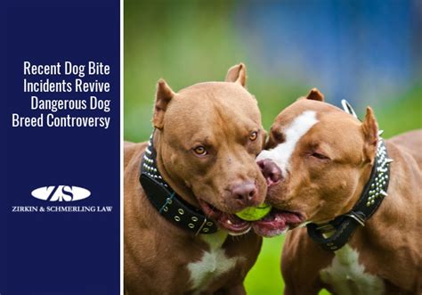 Do pitbulls bite more often?