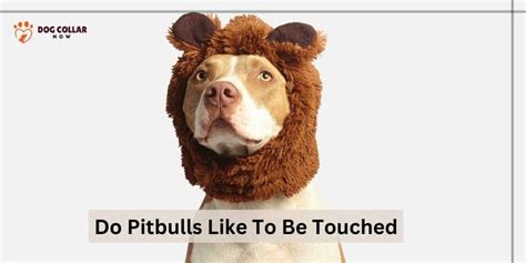 Do pitbulls like to be touched?