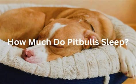 Do pitbulls sleep a lot?