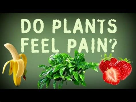 Do plants feel pain?