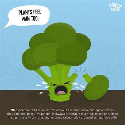 Do plants feel pain?