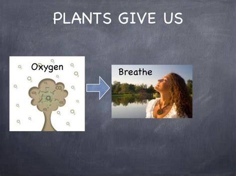 Do plants give us oxygen?