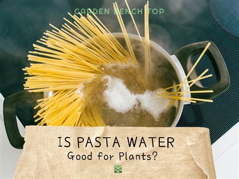 Do plants like pasta water?