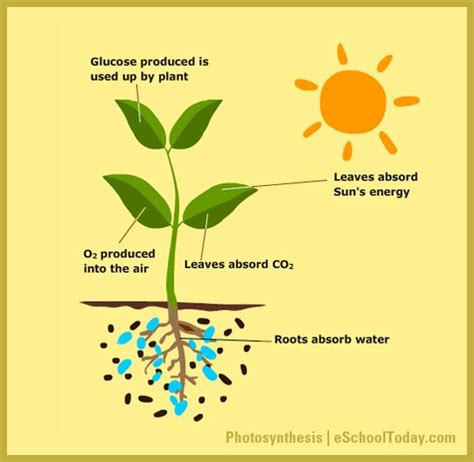 Do plants turn CO2 into sugar?