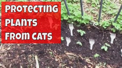 Do plastic forks deter cats?