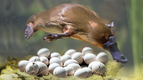 Do platypus lay eggs?