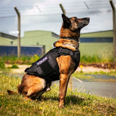 Do police dogs wear harnesses?