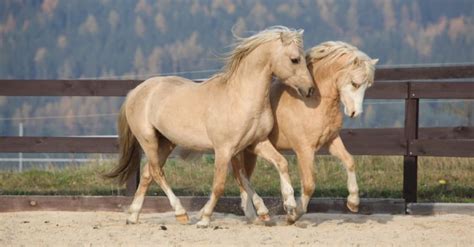 Do ponies live longer than horses?