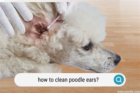 Do poodles get ear infections easily?