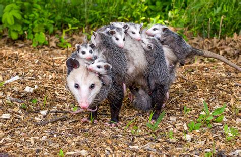 Do possums have rabies?