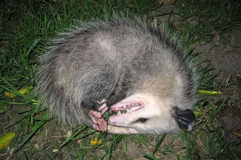 Do possums hibernate in Ontario?