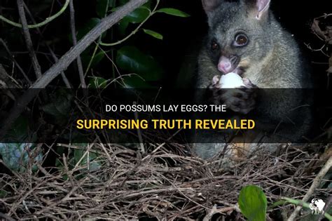 Do possums lay eggs?