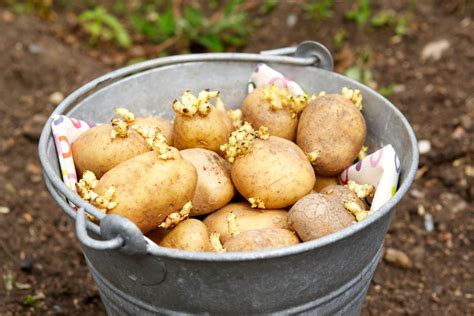 Do potato seeds exist?