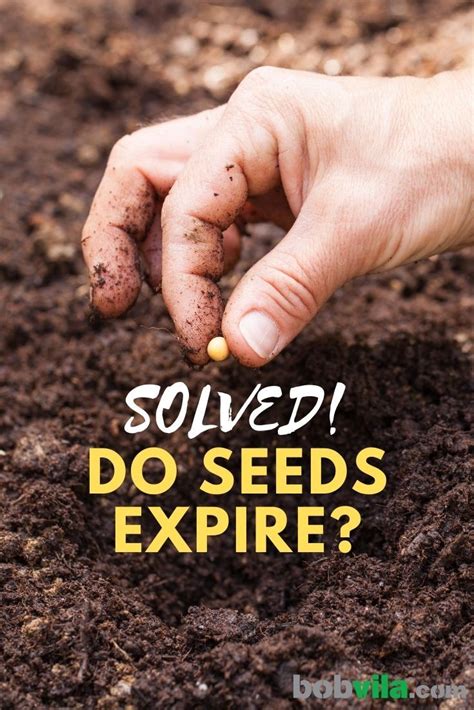 Do potato seeds expire?