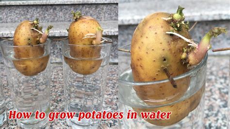 Do potatoes absorb water when raining?