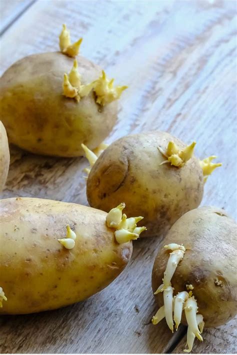 Do potatoes go bad if you cut them early?