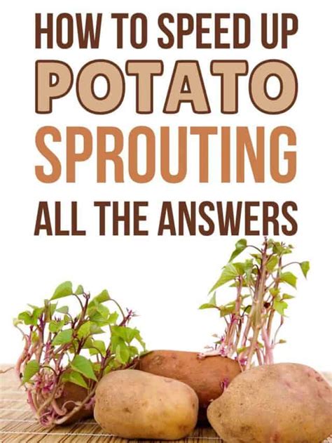 Do potatoes sprout faster in the fridge?