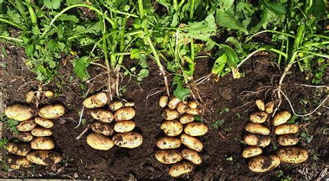 Do potatoes still grow after the plant dies?