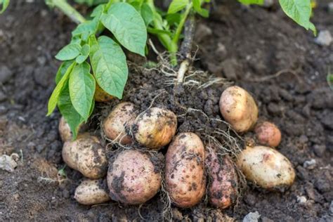 Do potatoes swell in the ground?