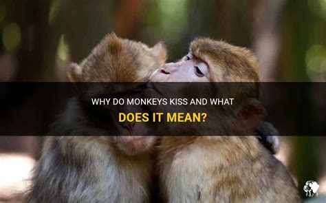 Do primates kiss like humans?