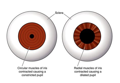 Do pupils dilate based on emotion?