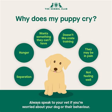 Do puppies care if you cry?