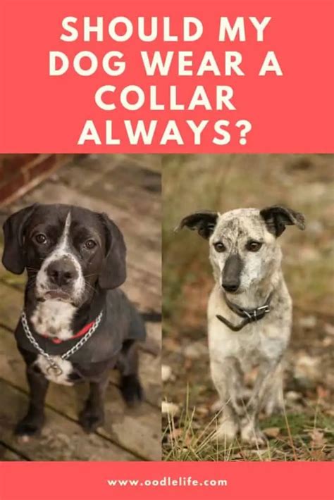 Do puppies hate collars?
