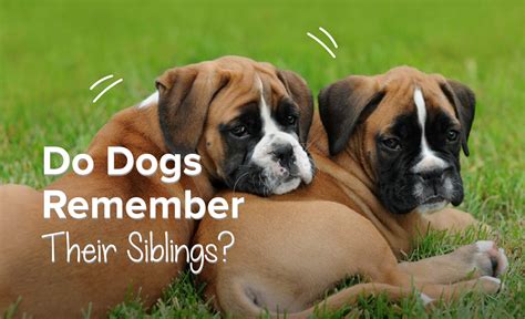 Do puppies remember their siblings?