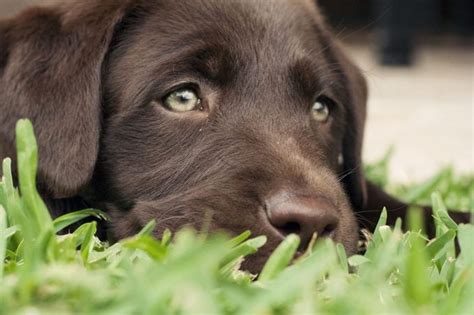 Do purebred Labs have green eyes?