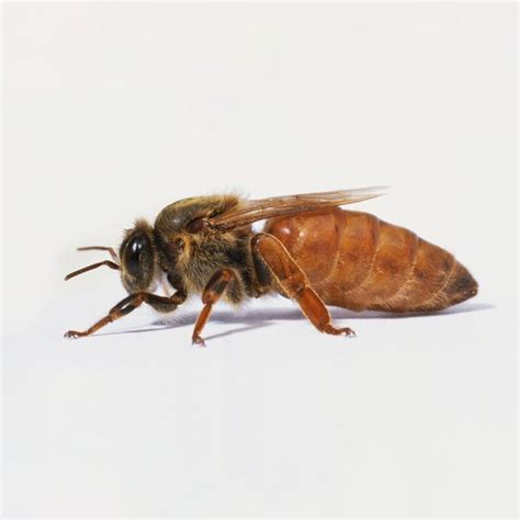Do queen bees ever leave?