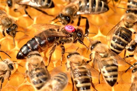 Do queen bees exist?