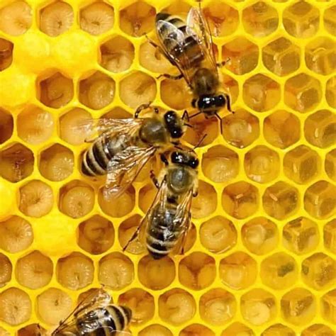 Do queen bees have babies?