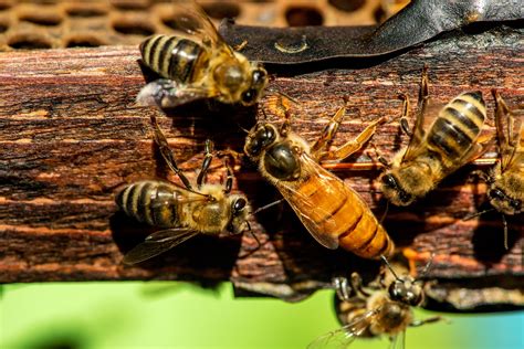 Do queen bees mate with their sons?