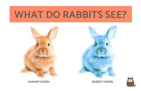 Do rabbits close their eyes?