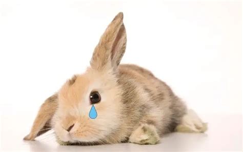 Do rabbits cry when hurt?