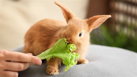 Do rabbits eat when they are in pain?