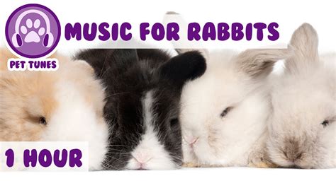 Do rabbits enjoy music?