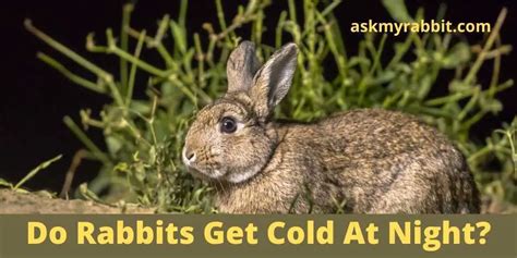 Do rabbits feel cold at night?