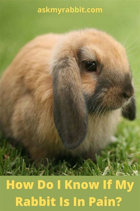Do rabbits feel euthanasia?