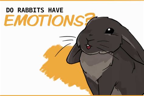 Do rabbits feel love?