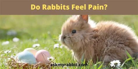 Do rabbits feel pain like humans?