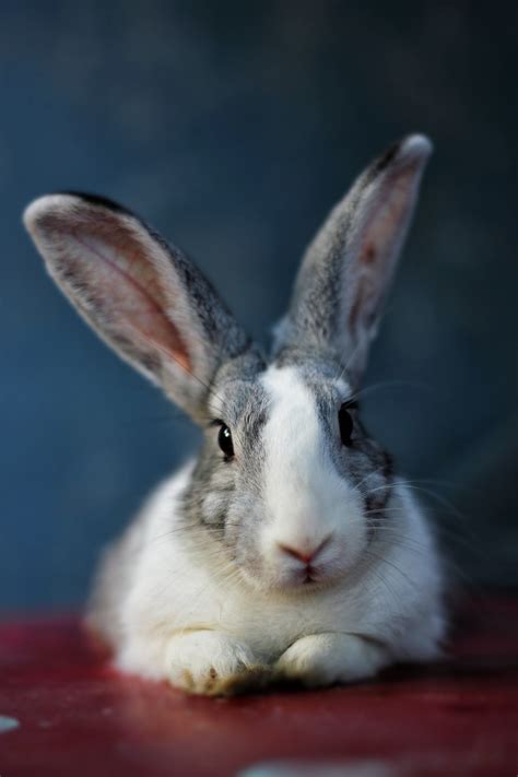 Do rabbits feel pain when slaughtered?