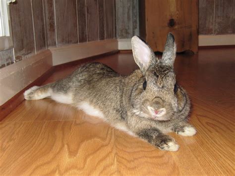 Do rabbits flop when they are sick?