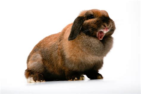 Do rabbits get annoyed?